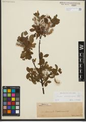 Foto von Salix waldsteiniana Willd.